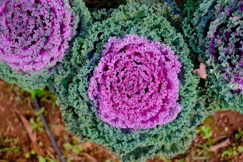 Blühender Kohl anbauen:Ein Leitfaden für Zierkohl 