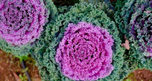 Cavolo fiorito in crescita:una guida alla brassica ornamentale 