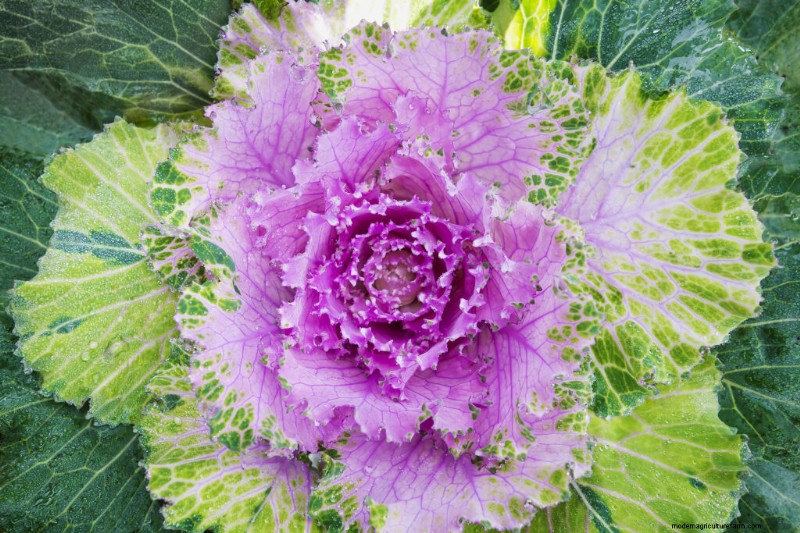 Blühender Kohl anbauen:Ein Leitfaden für Zierkohl 