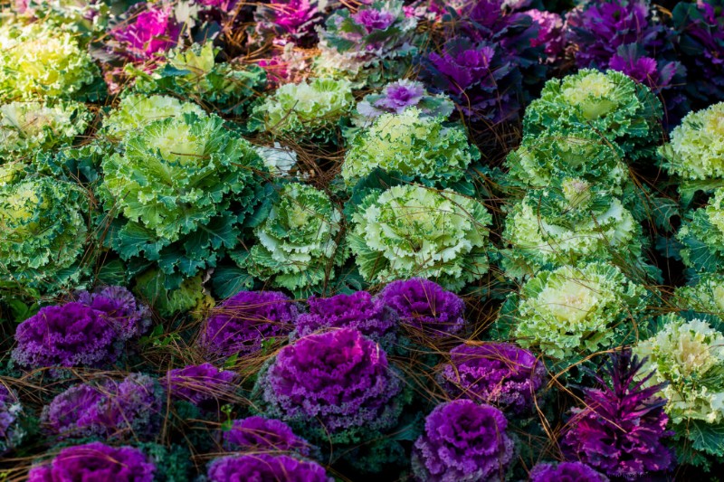 Blühender Kohl anbauen:Ein Leitfaden für Zierkohl 