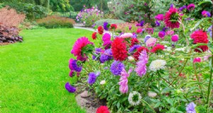 Groeiende Chinese Asters:een uitgebreide gids voor het kweken van prachtige bloemen 