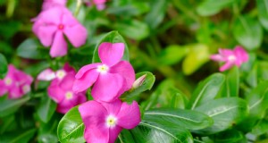 Vinca Rosea (Madagaskar-Immergrün):Anbauanleitung und Pflege 