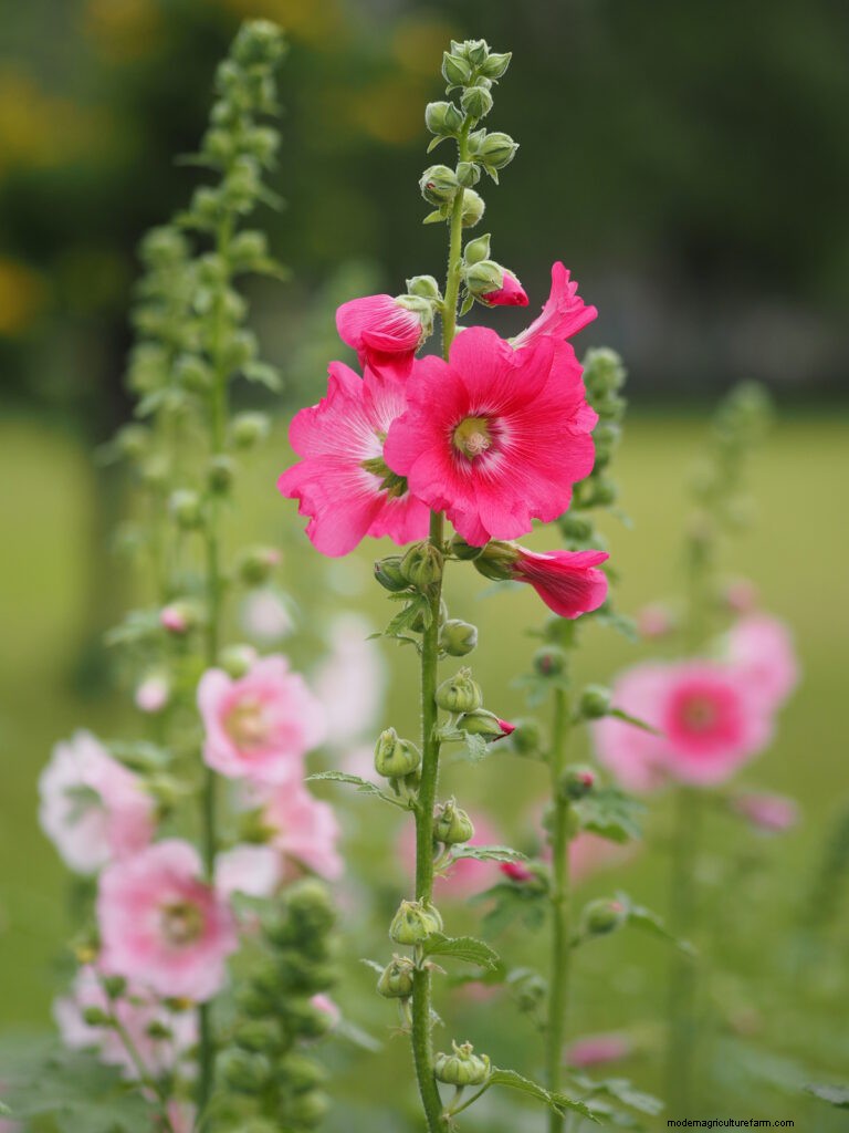 Menumbuhkan Hollyhock Mallow (Malva alcea):Panduan Lengkap 