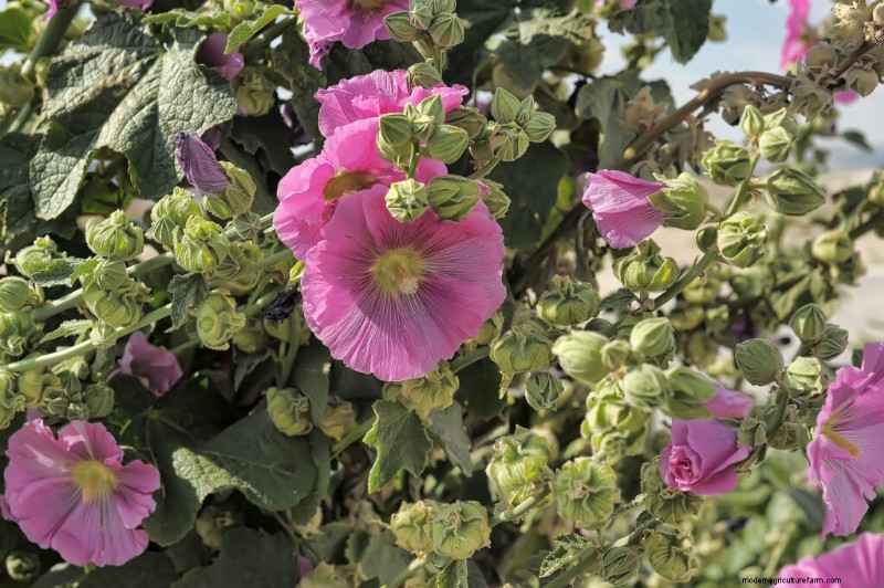 Menumbuhkan Hollyhock Mallow (Malva alcea):Panduan Lengkap 