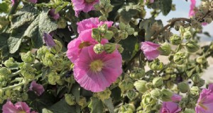 Wachsende Stockmalve (Malva alcea):Eine vollständige Anleitung 