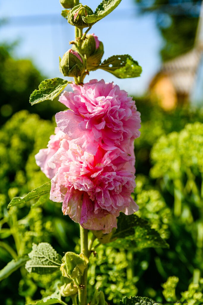 Menumbuhkan Hollyhock Mallow (Malva alcea):Panduan Lengkap 