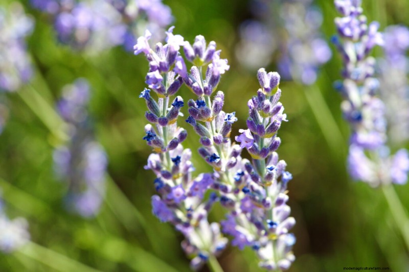 Anbau von Lavendel:Eine umfassende Anleitung zum Anbau von duftendem Lavendel 