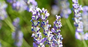 Lavendel kweken:een uitgebreide gids voor het kweken van geurige lavendel 