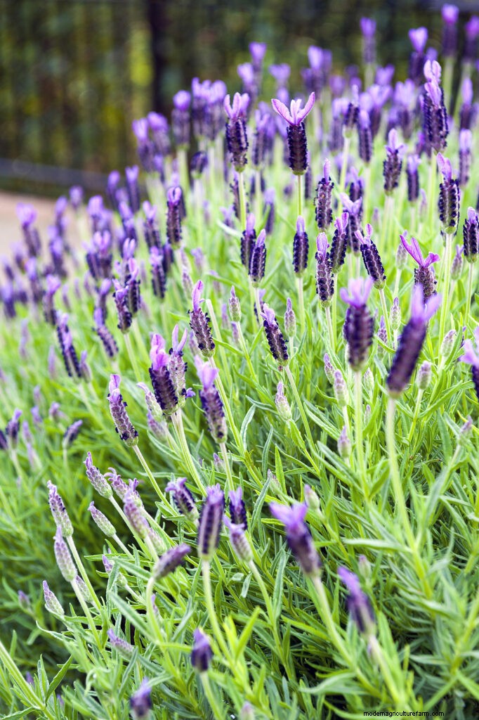 Anbau von Lavendel:Eine umfassende Anleitung zum Anbau von duftendem Lavendel 