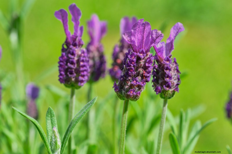 Anbau von Lavendel:Eine umfassende Anleitung zum Anbau von duftendem Lavendel 