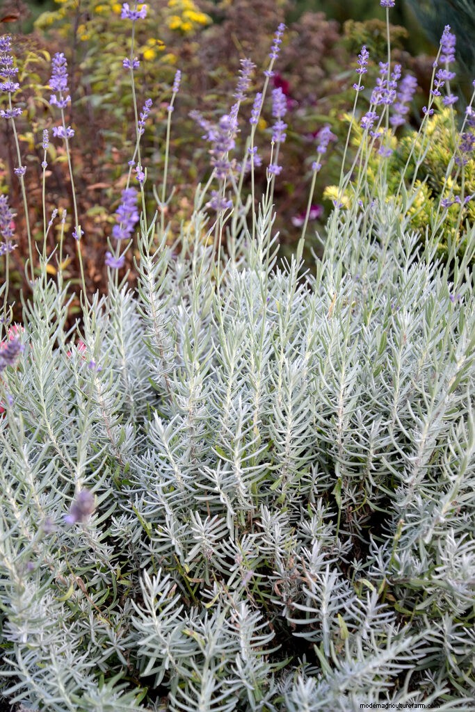 Anbau von Lavendel:Eine umfassende Anleitung zum Anbau von duftendem Lavendel 