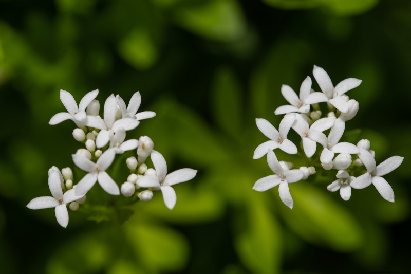 Asperula dolce (Galium):guida alla coltivazione e alla cura 