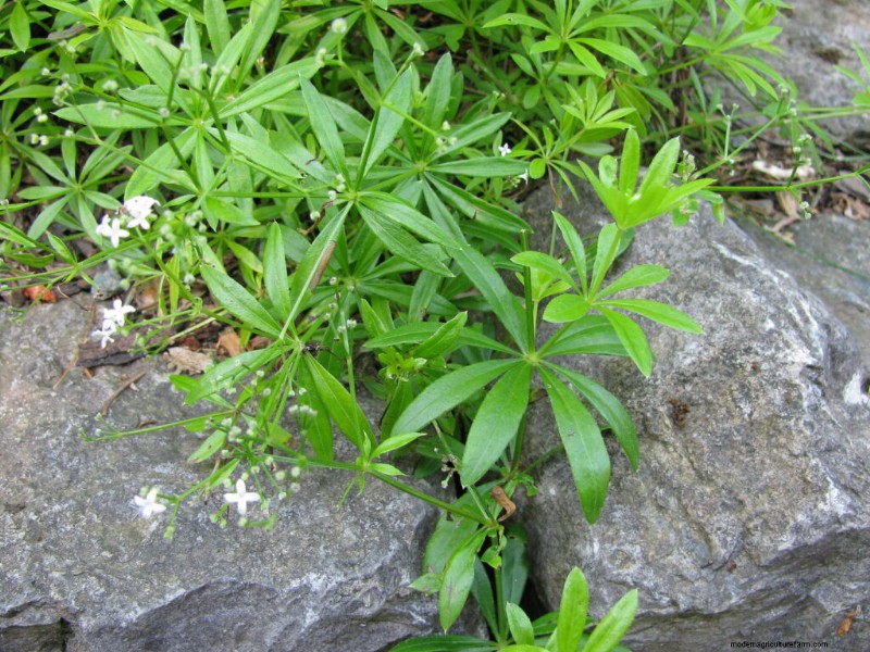 Asperula dolce (Galium):guida alla coltivazione e alla cura 