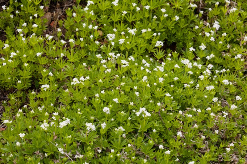 Asperula dolce (Galium):guida alla coltivazione e alla cura 