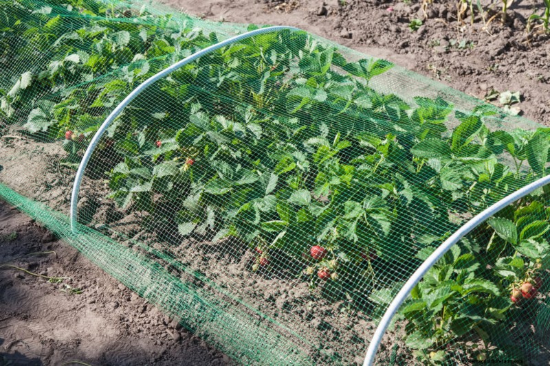 Nachhaltige Gartenarbeit:Mehrjähriges Gemüse, Kräuter und Obst anbauen 