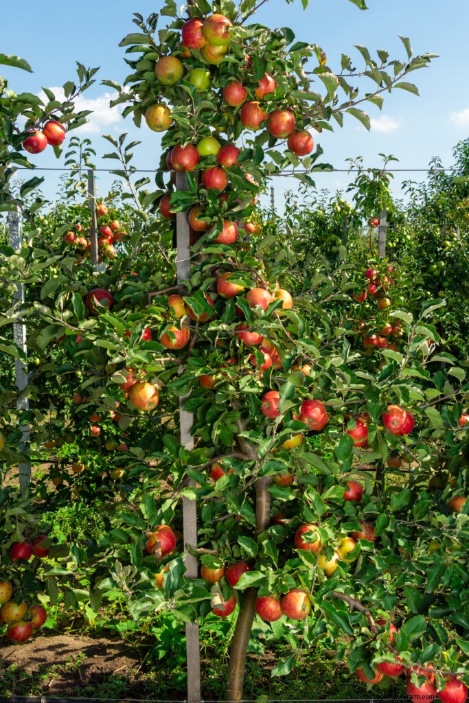 Nachhaltige Gartenarbeit:Mehrjähriges Gemüse, Kräuter und Obst anbauen 