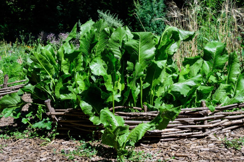 Nachhaltige Gartenarbeit:Mehrjähriges Gemüse, Kräuter und Obst anbauen 