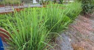 Citronella:piantare, coltivare e raccogliere:una guida completa 