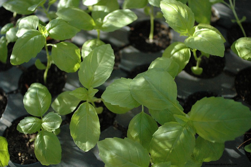 Basil Planting Guide:Optimal Conditions &Expert Tips for Flavorful Growth 