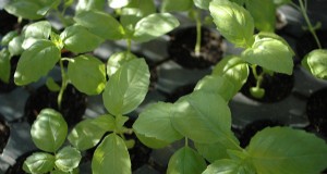 Basil Planting Guide:Optimal Conditions &Expert Tips for Flavorful Growth 