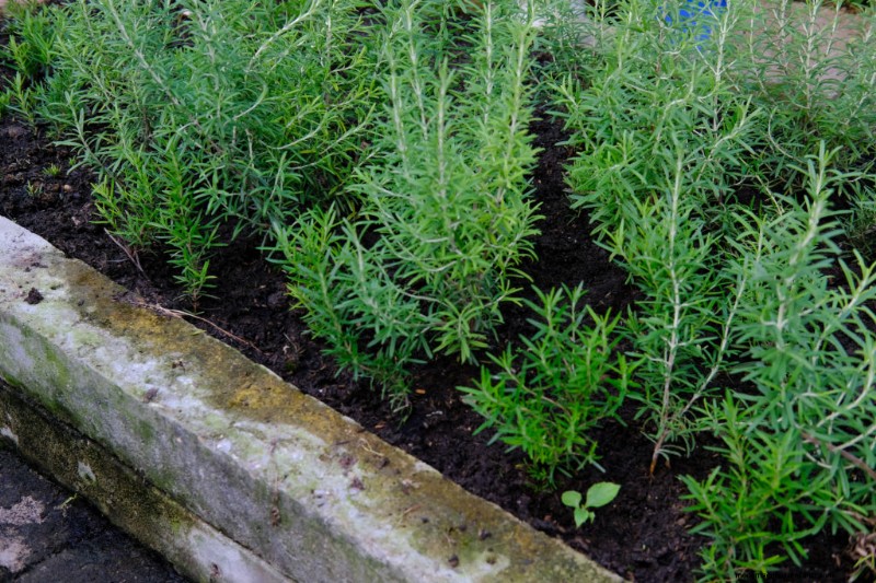 Rozemarijn:een complete gids voor planten, groeien en oogsten 