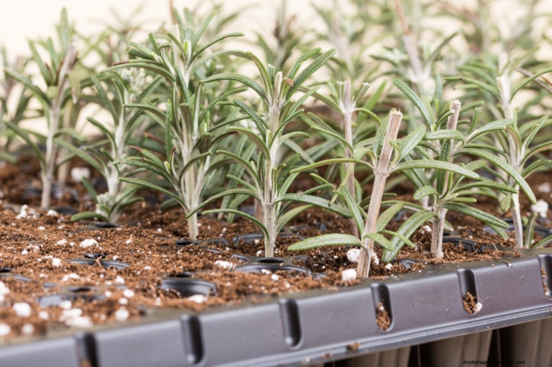 Rozemarijn:een complete gids voor planten, groeien en oogsten 