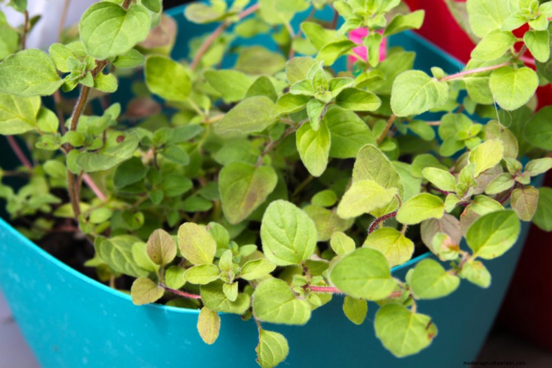 Oregano:Eigenen pflanzen, anbauen und ernten 