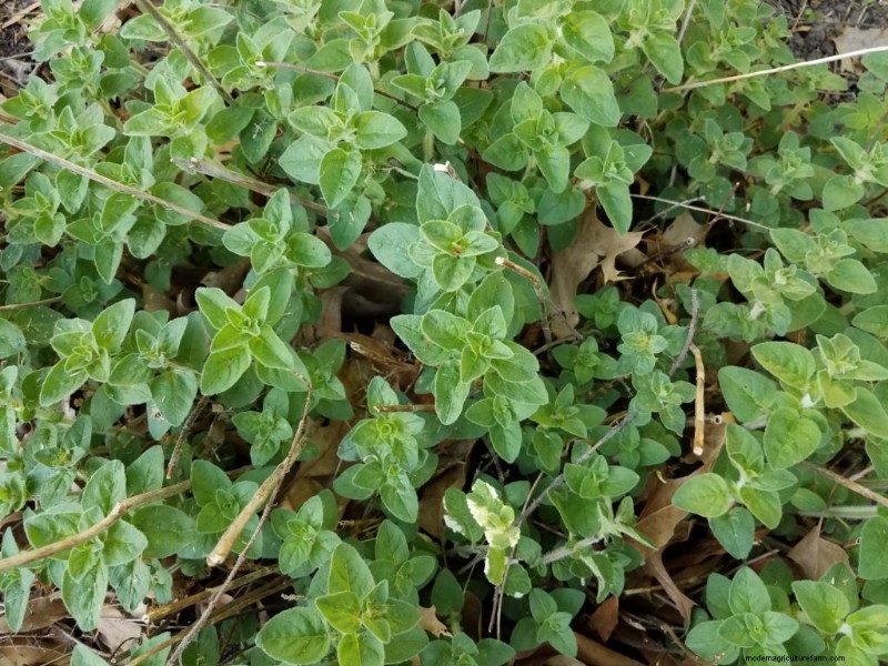 Oregano:Eigenen pflanzen, anbauen und ernten 