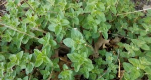 Oregano:Eigenen pflanzen, anbauen und ernten 