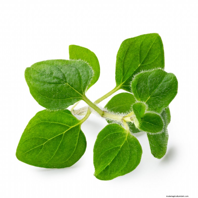 Oregano:Eigenen pflanzen, anbauen und ernten 
