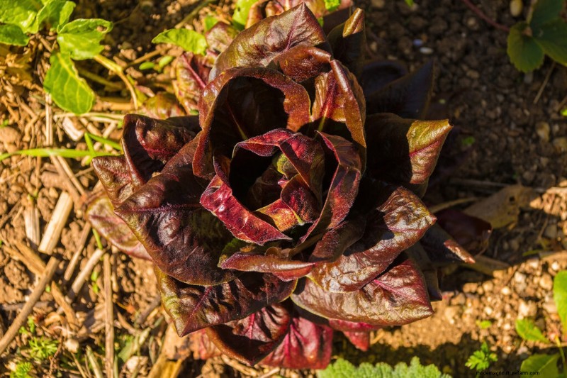 Radicchio:planten, groeien en oogsten - een complete gids 