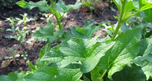 Good King Henry の成長と使用:総合ガイド 