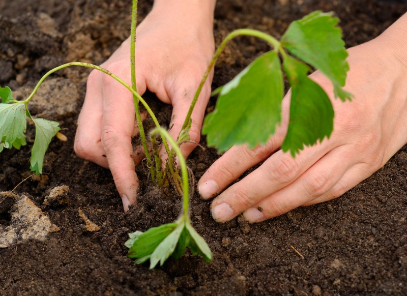 Gids voor het planten van aardbeien:optimale timing voor succes 