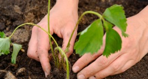 Gids voor het planten van aardbeien:optimale timing voor succes 