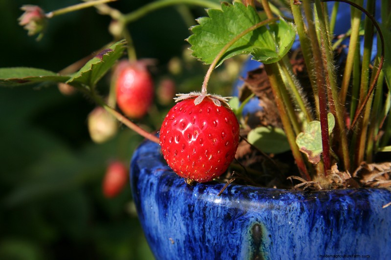 Coltivazione di fragole in container:consigli degli esperti per raccolti abbondanti 