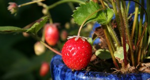 Aardbeien kweken in containers:tips van experts voor overvloedige oogsten 