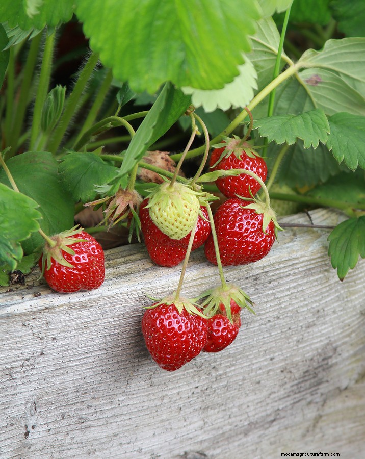Coltivazione di fragole in container:consigli degli esperti per raccolti abbondanti 