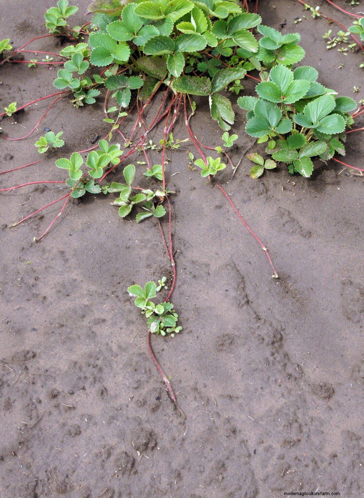 Propagazione delle fragole:come coltivare più piante dai corridori 