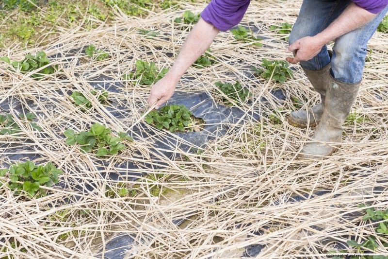 Controllo dei parassiti e delle malattie delle fragole:una guida per il giardiniere alle bacche sane 