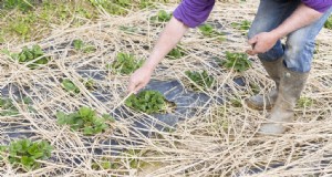 Controllo dei parassiti e delle malattie delle fragole:una guida per il giardiniere alle bacche sane 