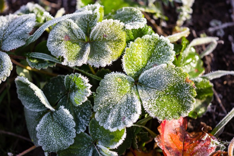 Proteggere le fragole durante l inverno:una guida per il clima freddo 
