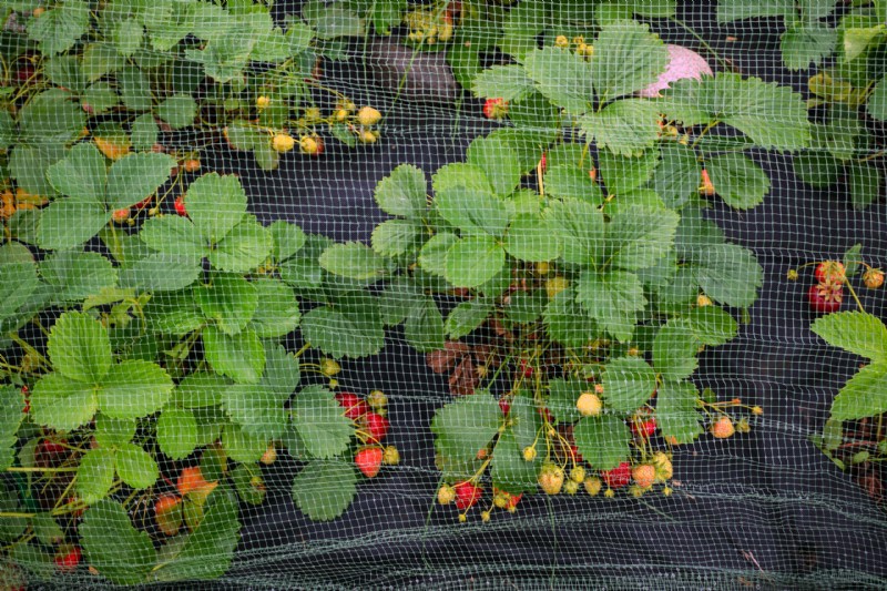 Het hele jaar door aardbeien kweken:een warme klimaatgids 