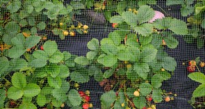 Het hele jaar door aardbeien kweken:een warme klimaatgids 