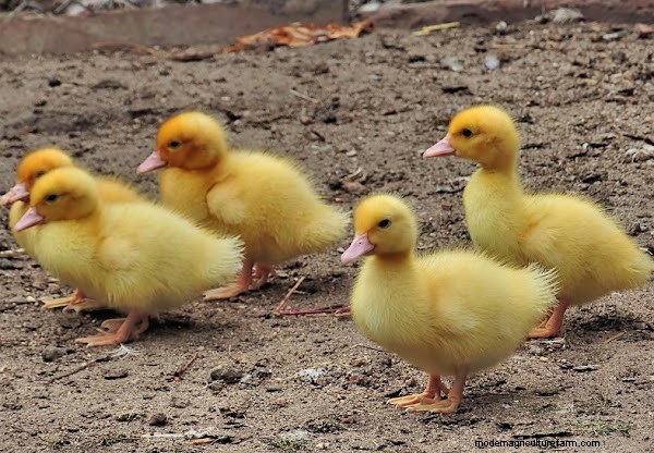Baby-eenden voeren:een uitgebreide gids voor nieuwe eendeigenaren 