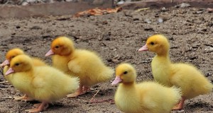 Baby-eenden voeren:een uitgebreide gids voor nieuwe eendeigenaren 