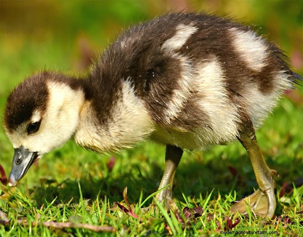 Baby-eenden voeren:een uitgebreide gids voor nieuwe eendeigenaren 