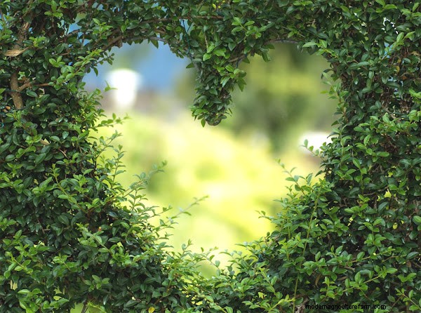 Therapeutische tuinbouw voor seniorenwelzijn:een gids voor gezinnen 