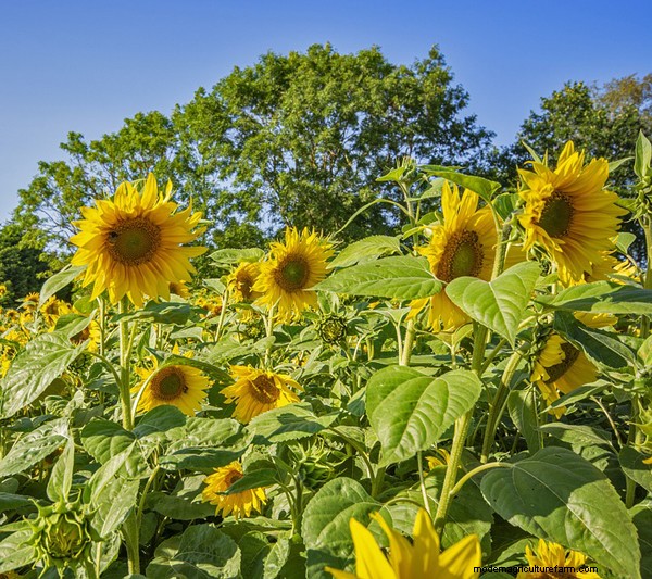 Therapeutische tuinbouw voor seniorenwelzijn:een gids voor gezinnen 
