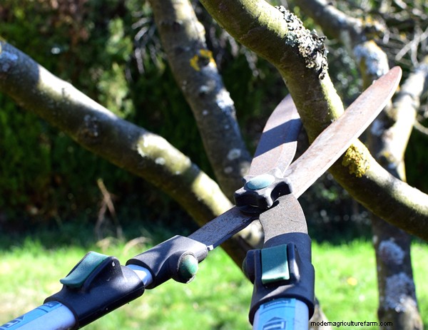 Garten-Grundlagen:Must-Have-Ausrüstung für Anfänger 