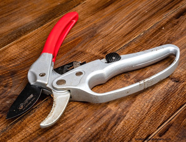 Garten-Grundlagen:Must-Have-Ausrüstung für Anfänger 